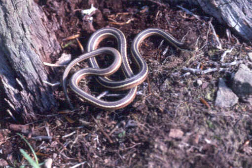 Common Ribbonsnake