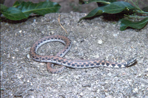 Kirtland's Snake